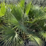 Mexická palma (Washingtonia Robusta) – výška kmeňa 20-30 cm, celková výška 80-100 cm, kont. C10L (-4°C) 